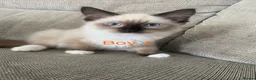 Ragdoll cats for sale: Ragdoll Kittens - Advert 3