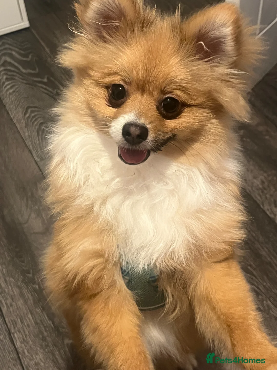 Pomeranian dogs for sale: 6 month old Pomeranian puppy  in London - Advert 1