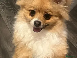 Pomeranian dogs 6 month old Pomeranian puppy - Advert 1