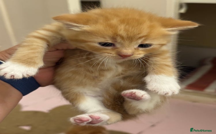 Domestic Shorthair cats - Advert 10
