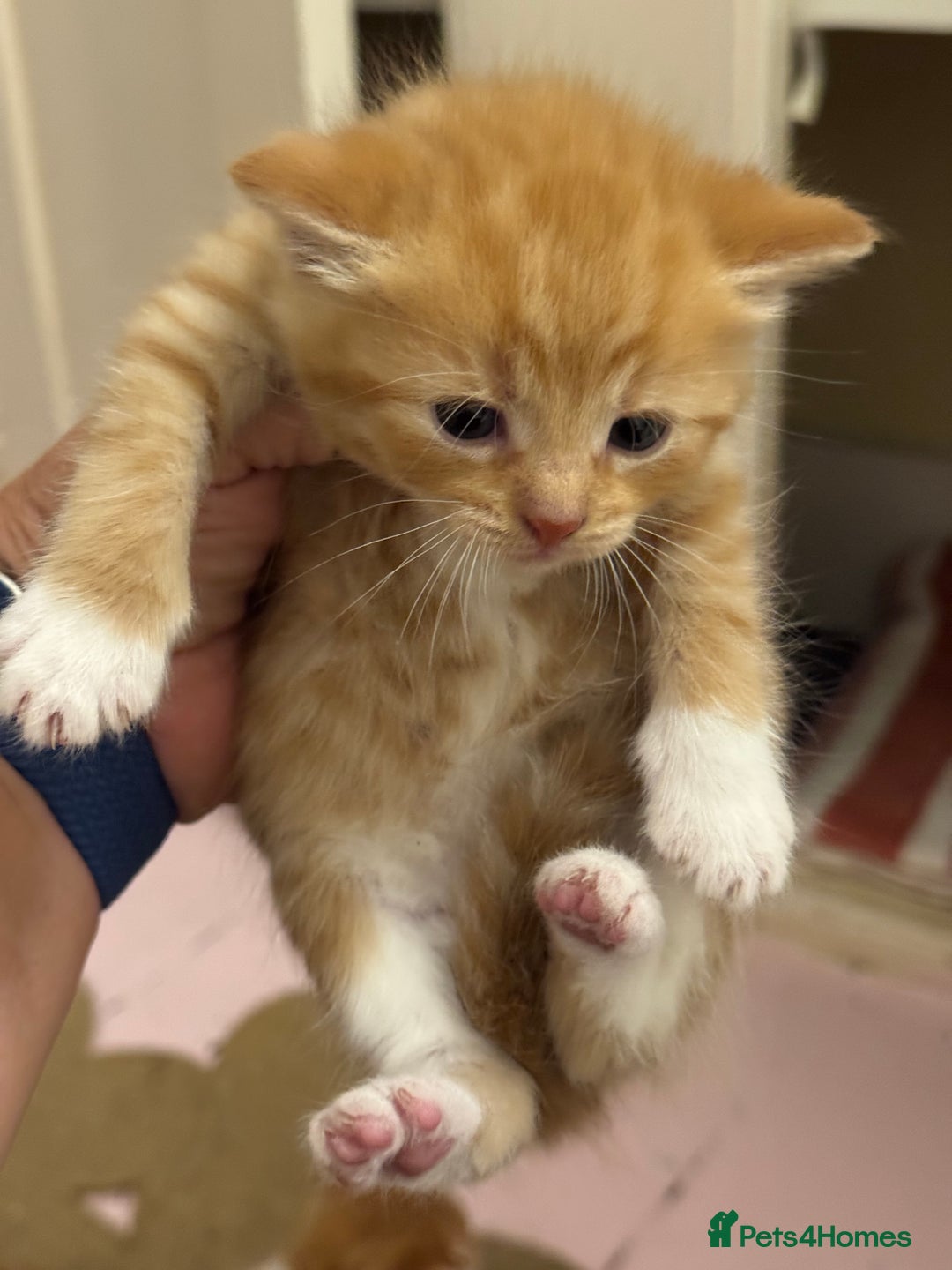 Domestic Shorthair cats for sale: Ginger & white kittens - Image 1
