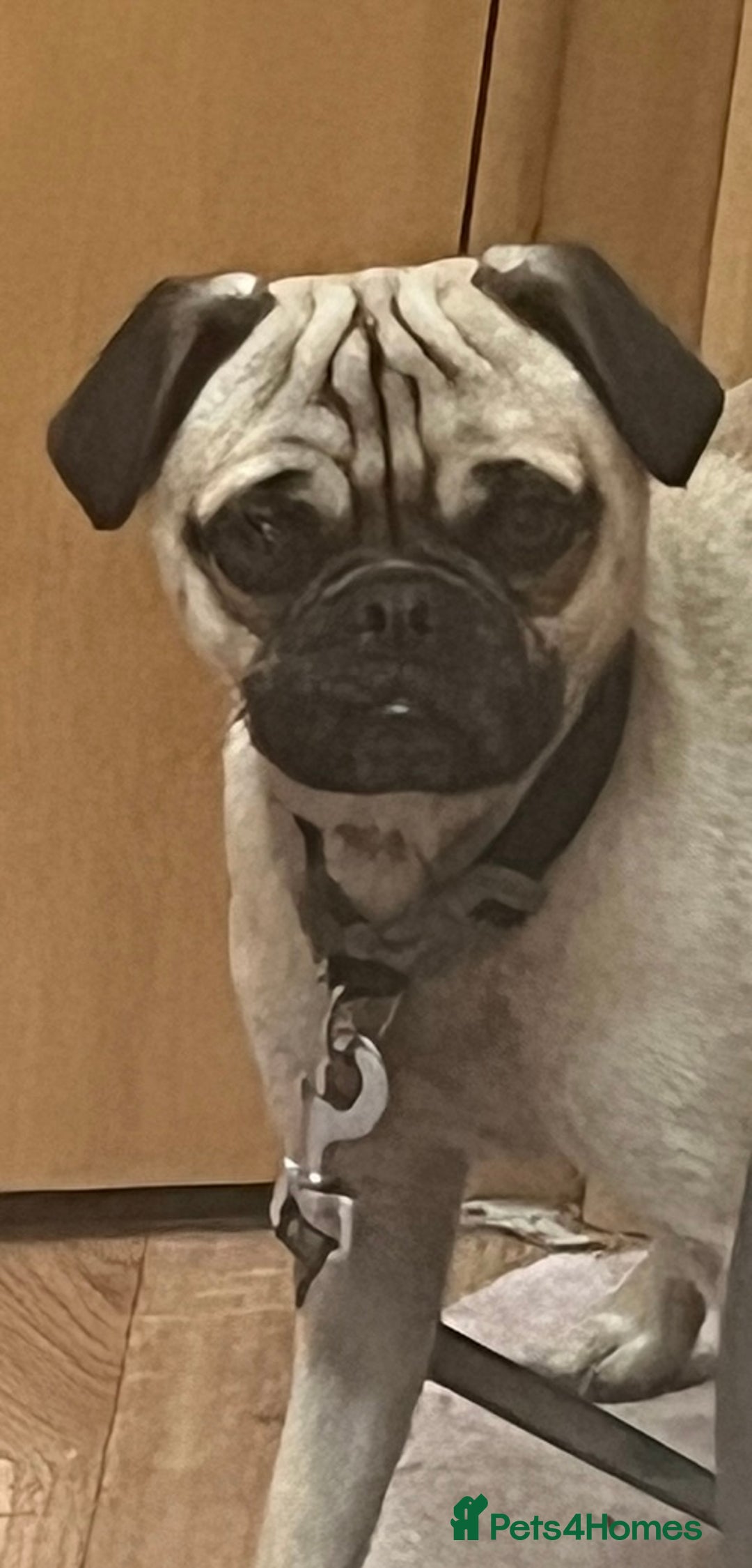 Jug dogs for sale: Pug for sale  - Advert 6