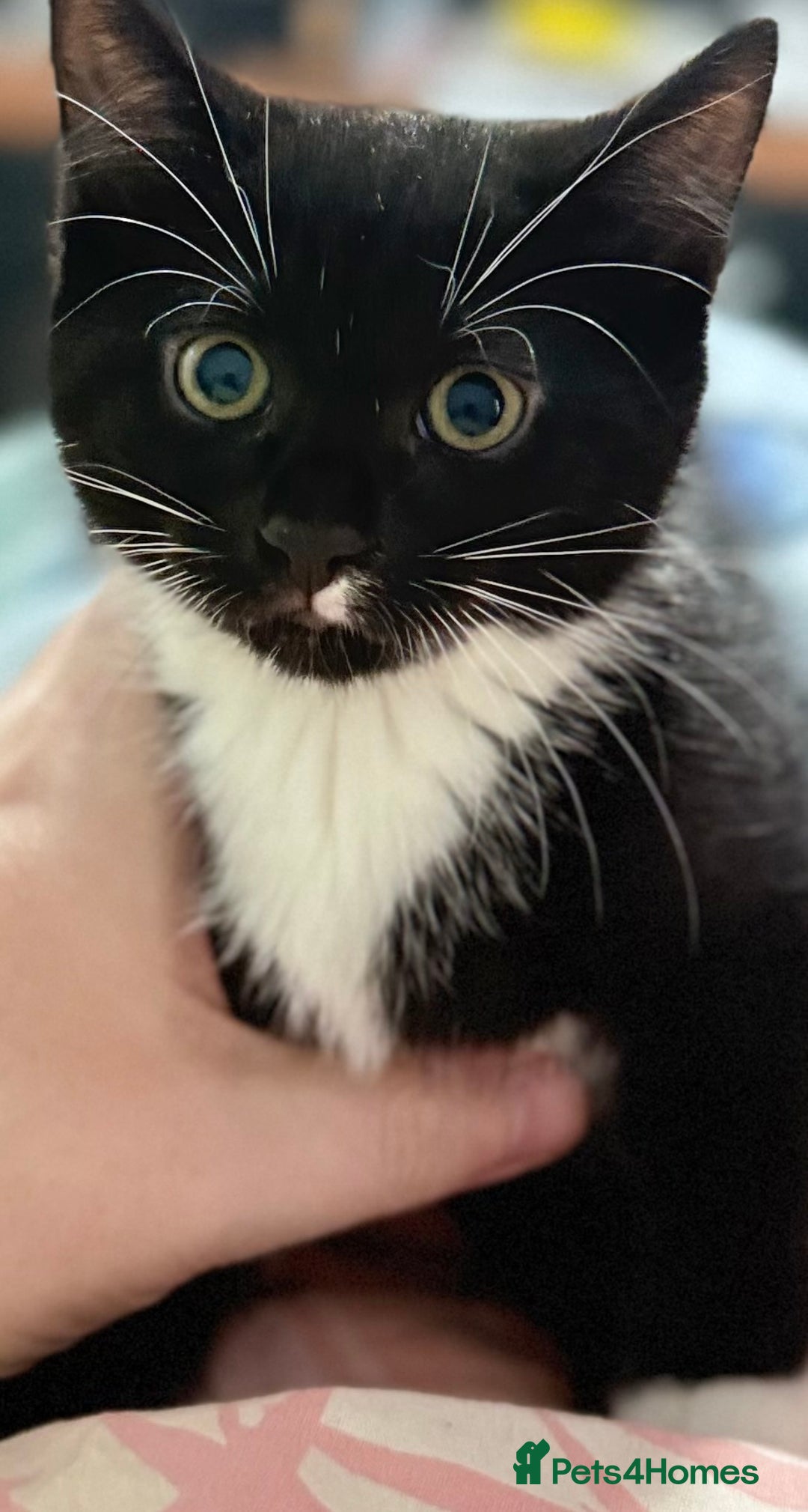 Domestic Shorthair cats for sale: Kittens ready now  - Image 5
