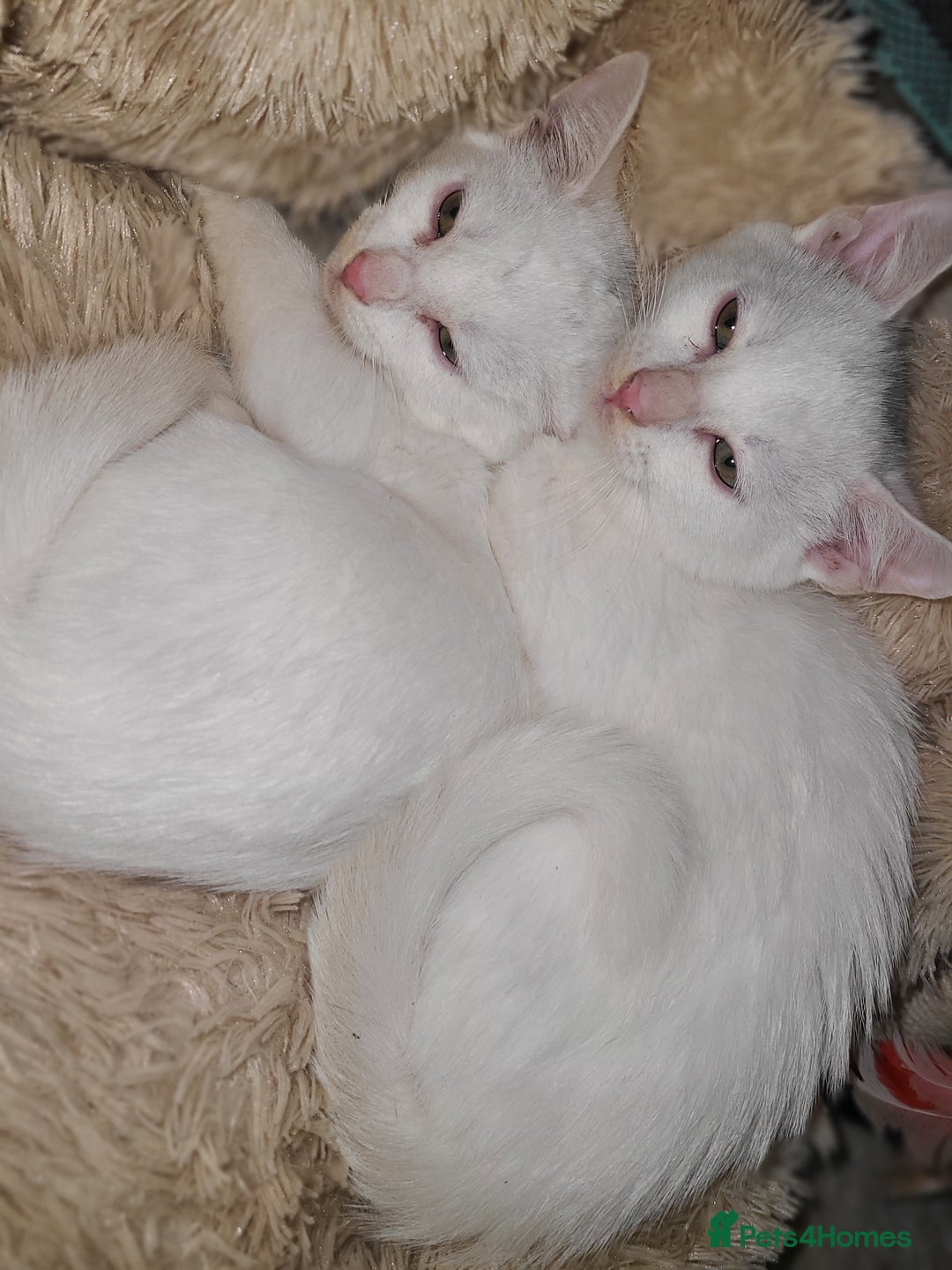 Mixed Breed cats for sale: 2 sister kittens Left  - Advert 3