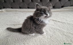 Ragdoll cats for sale: Kittens ready now! - Image 12