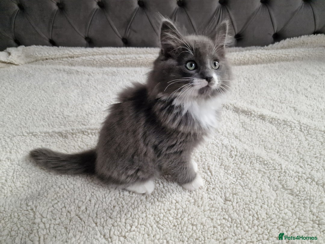 Ragdoll cats for sale: Kittens ready now! - Image 12