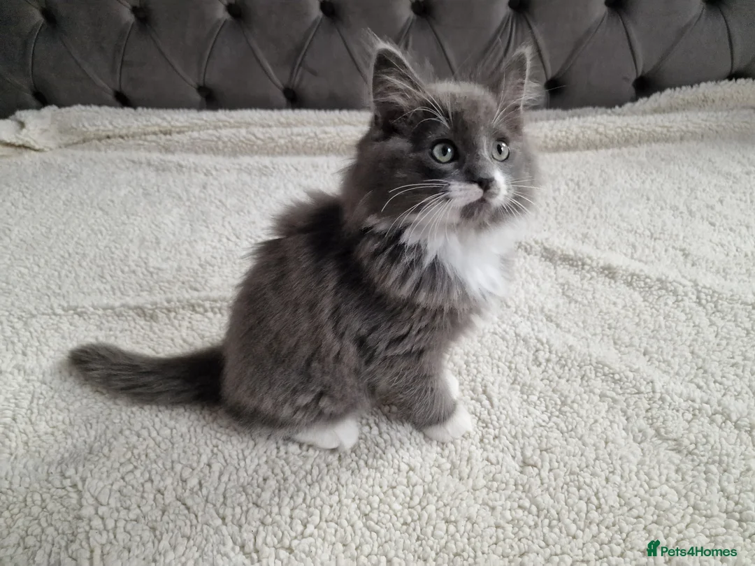 Ragdoll cats for sale: Kittens ready now! - Advert 12