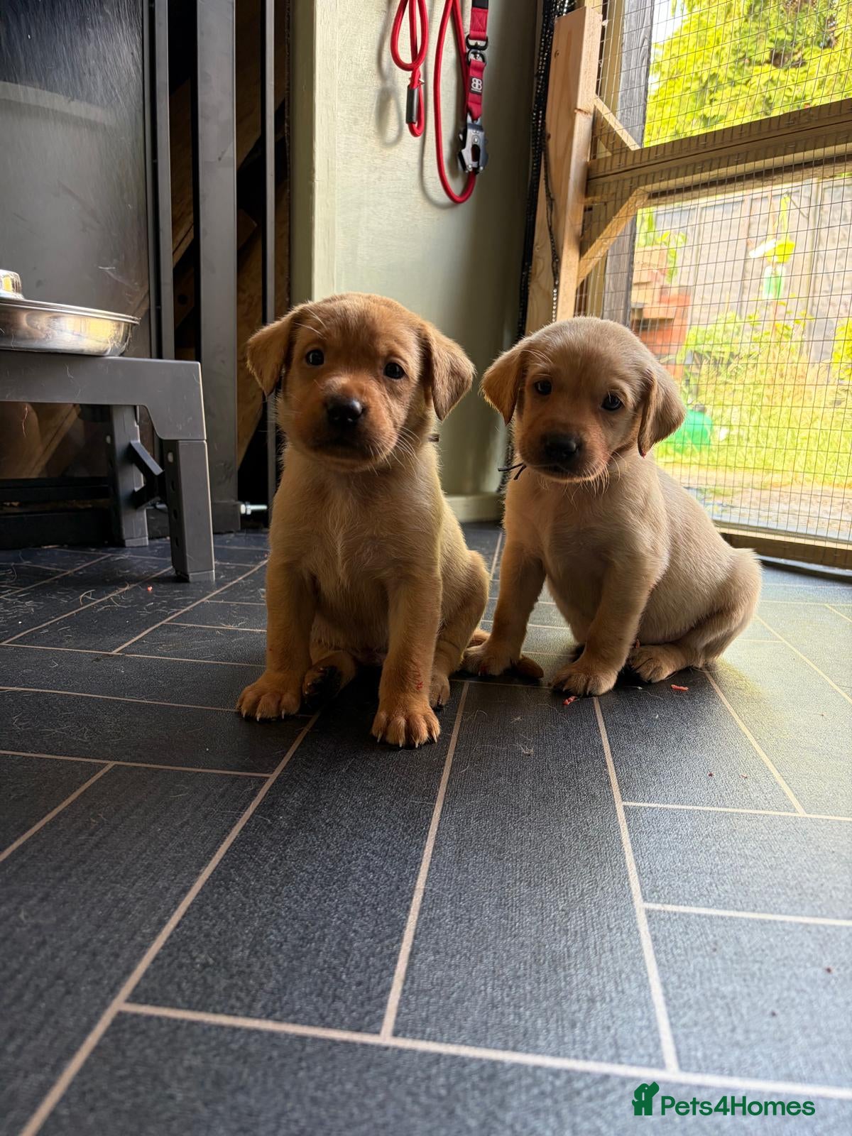 Labrador Retriever dogs KC YELLOW & RED LABRADORS  - Advert 14