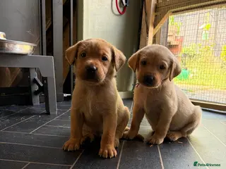 Labrador Retriever dogs KC YELLOW & RED LABRADORS - Advert 14