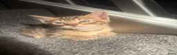 Bengal cats for sale: Bengal 2 🩷 - Advert 6