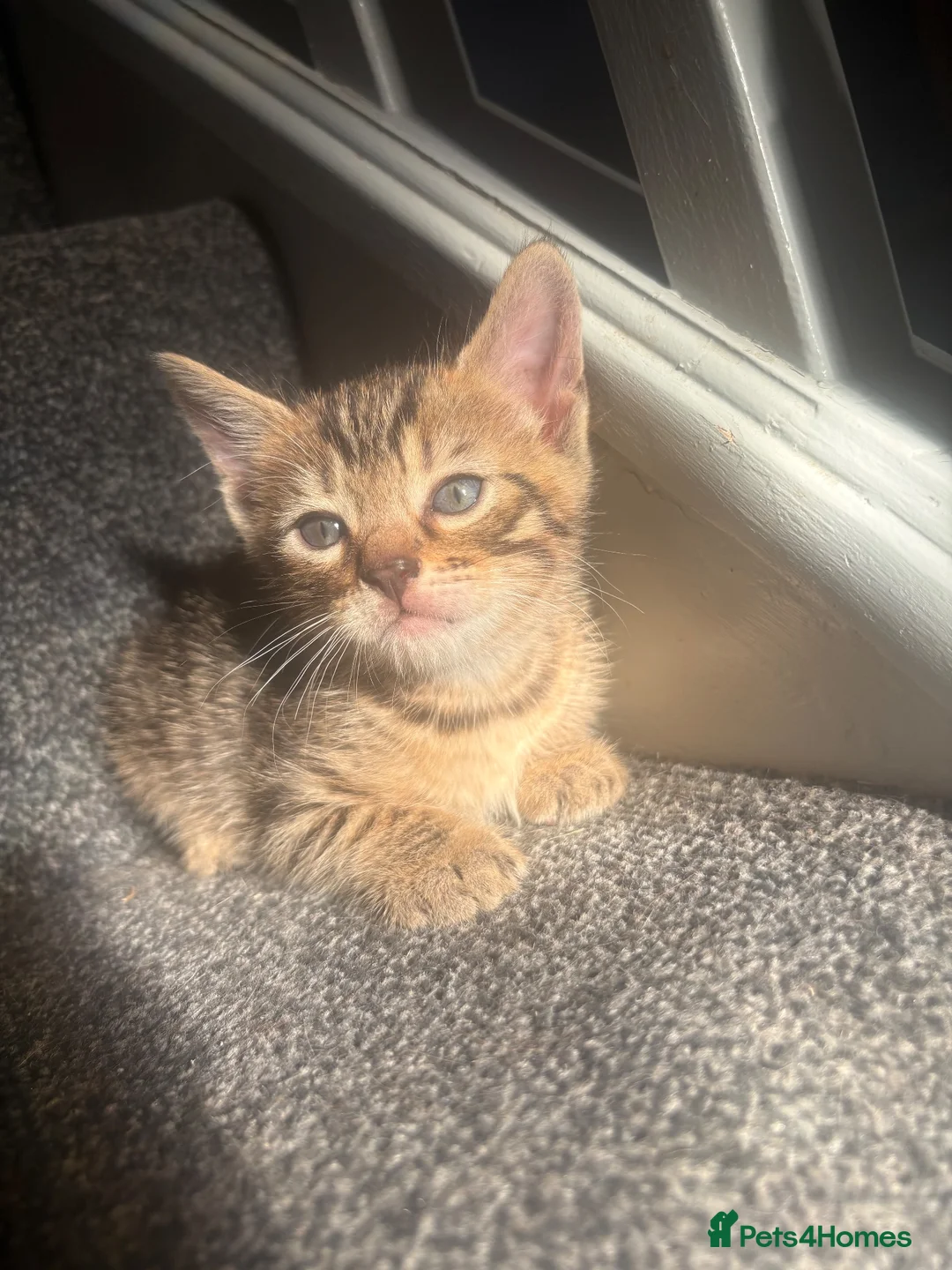Bengal cats for sale: Bengal 2 🩷 - Advert 6