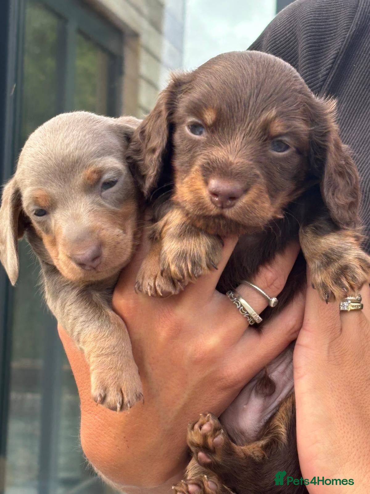 Miniature Dachshund dogs 🐶 beautiful minature dachshunds 🐶  - Advert 1