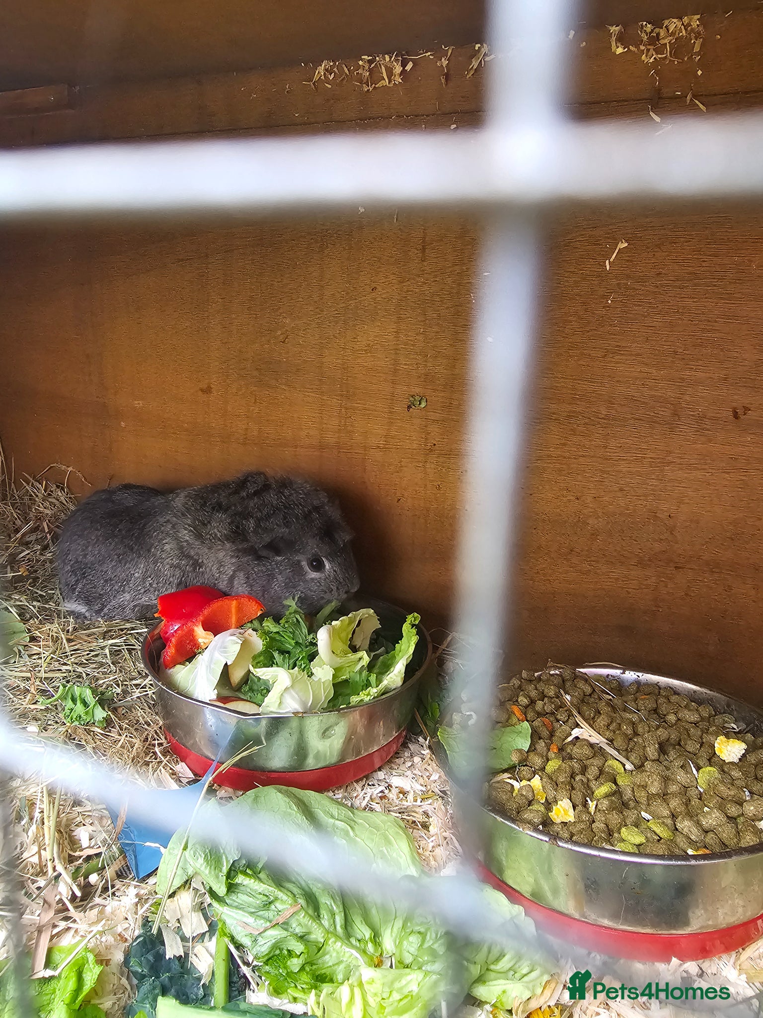 Guinea Pig rodents Guinea pigs need a good home  - Advert 2