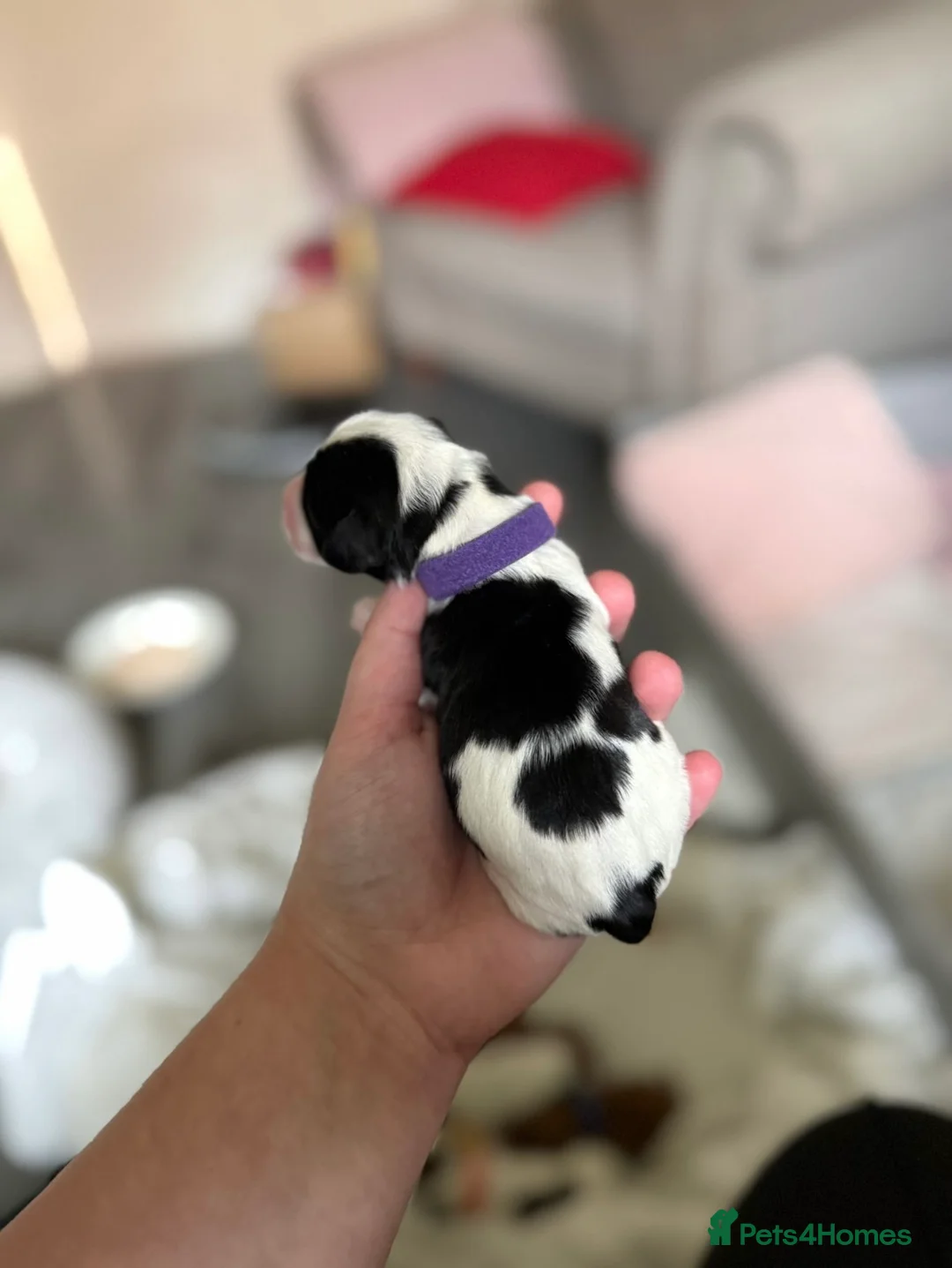 Mixed Breed dogs for sale: Beautiful cocker spaniel & Cavapoo puppies  in Bingley - Advert 11