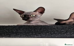 Sphynx cats for sale: 3 Lovely Canadian Sphynx kittens - Image 4