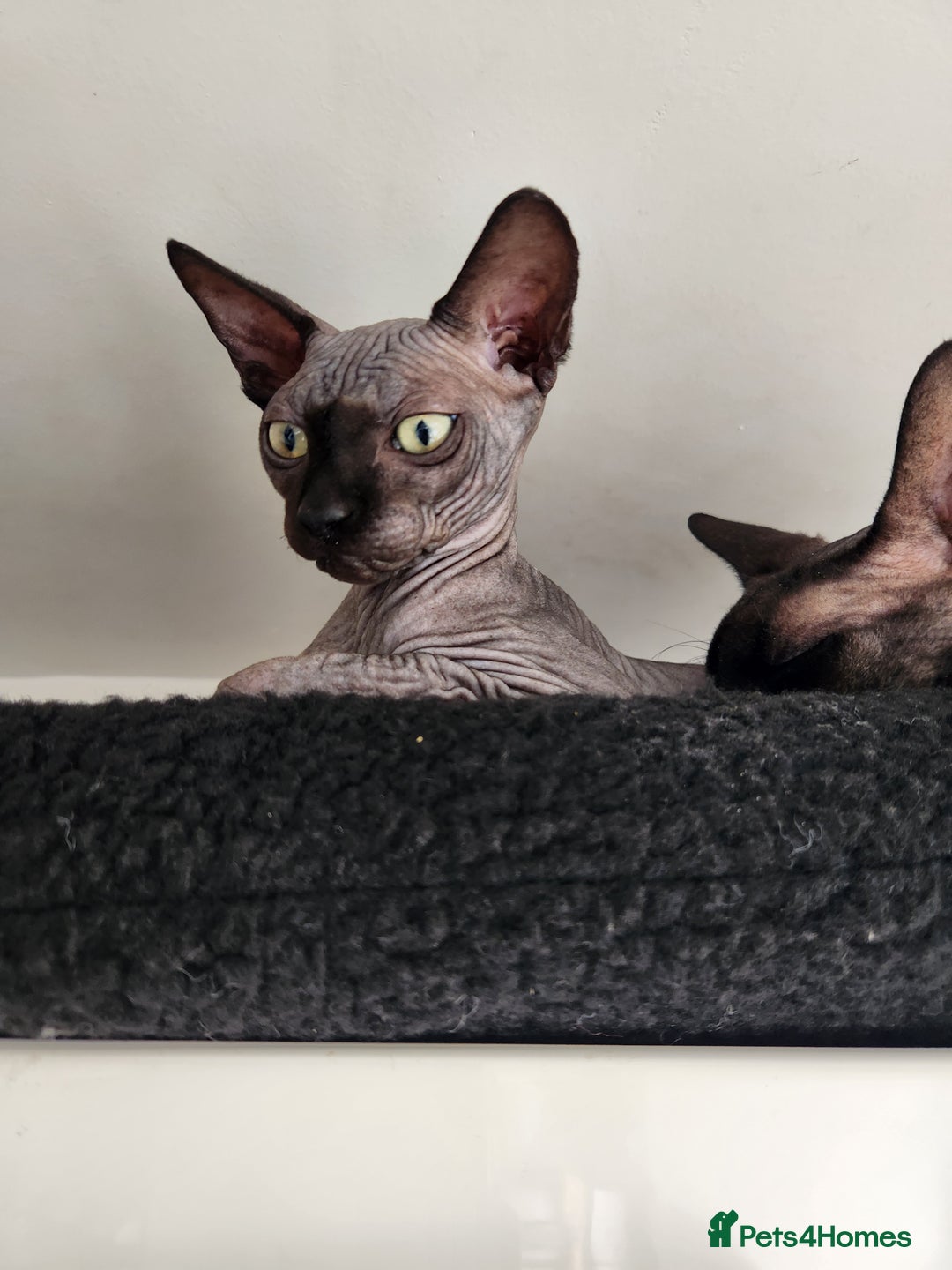 Sphynx cats for sale: 3 Lovely Canadian Sphynx kittens - Image 4