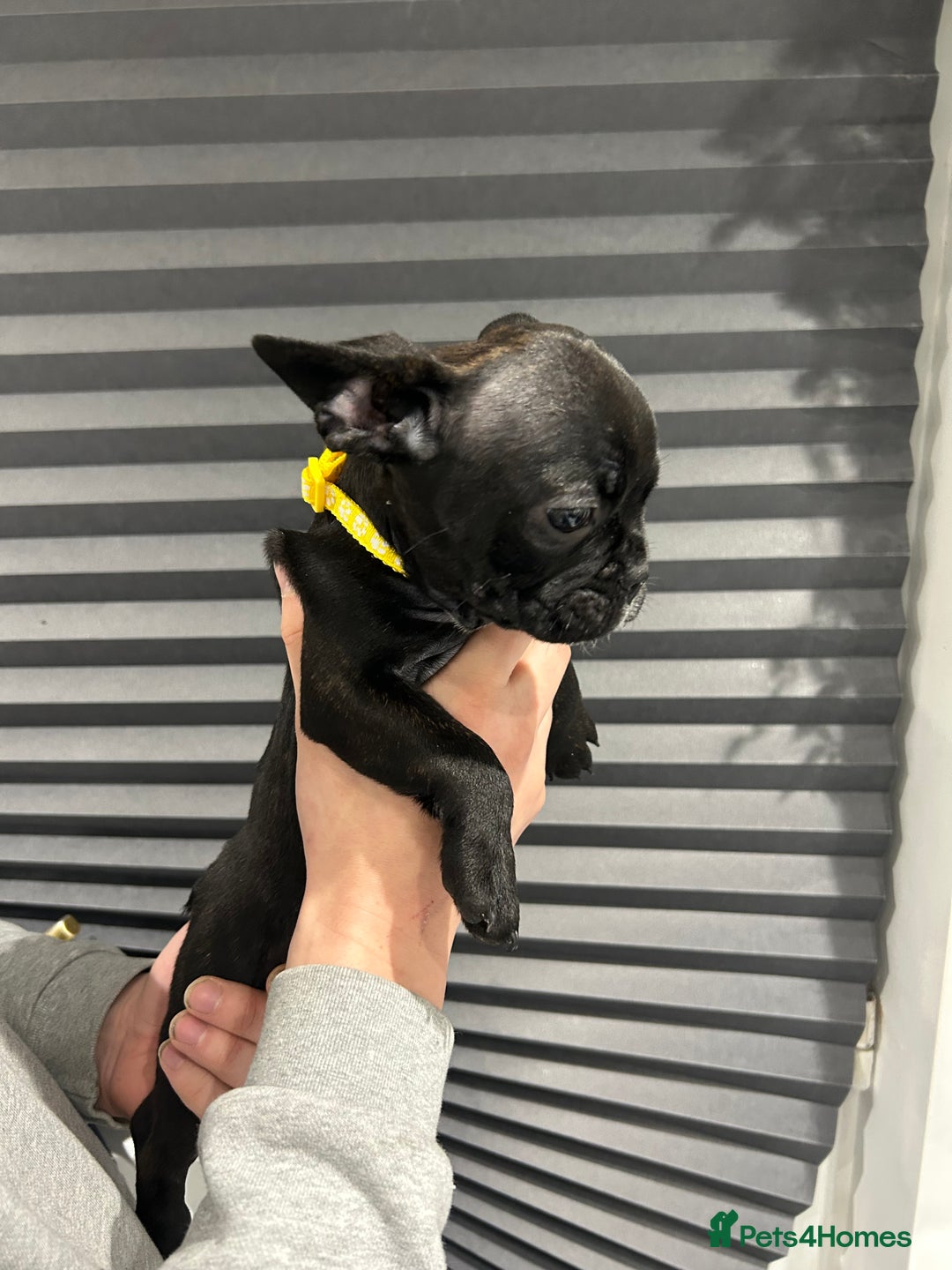 French Bulldog dogs for sale: French Bulldog Puppies for sale  - Advert 14