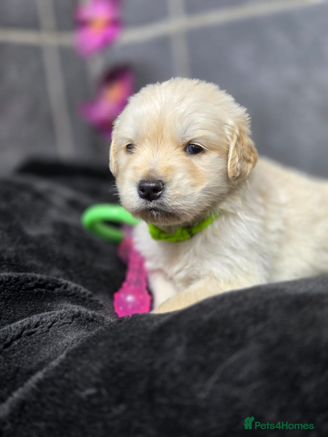 Golden Retriever dogs for sale: Gorgeous kc reg golden retrievers  - Advert 2