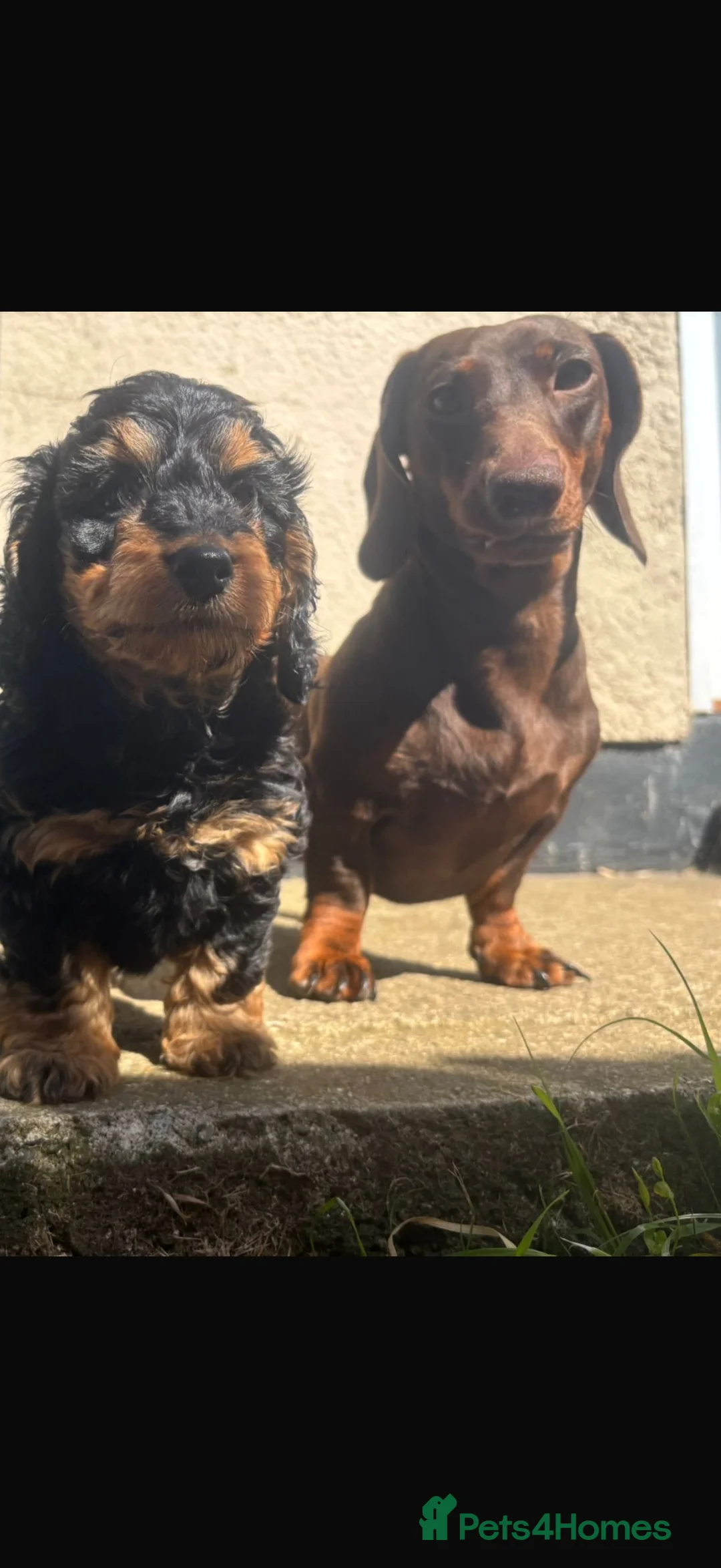 Dachshund dogs for sale: Last female dachshund available  - Advert 11