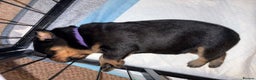 Rottweiler dogs for sale: KC Rottweiler puppies  - Advert 14