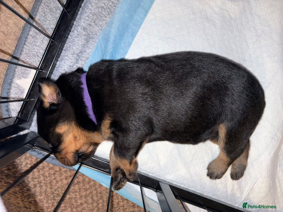 Rottweiler dogs for sale: KC Rottweiler puppies  - Advert 14