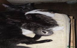 Mixed Breed cats for sale: hello. 4 beautiful kittens ready to leave  - Image 5