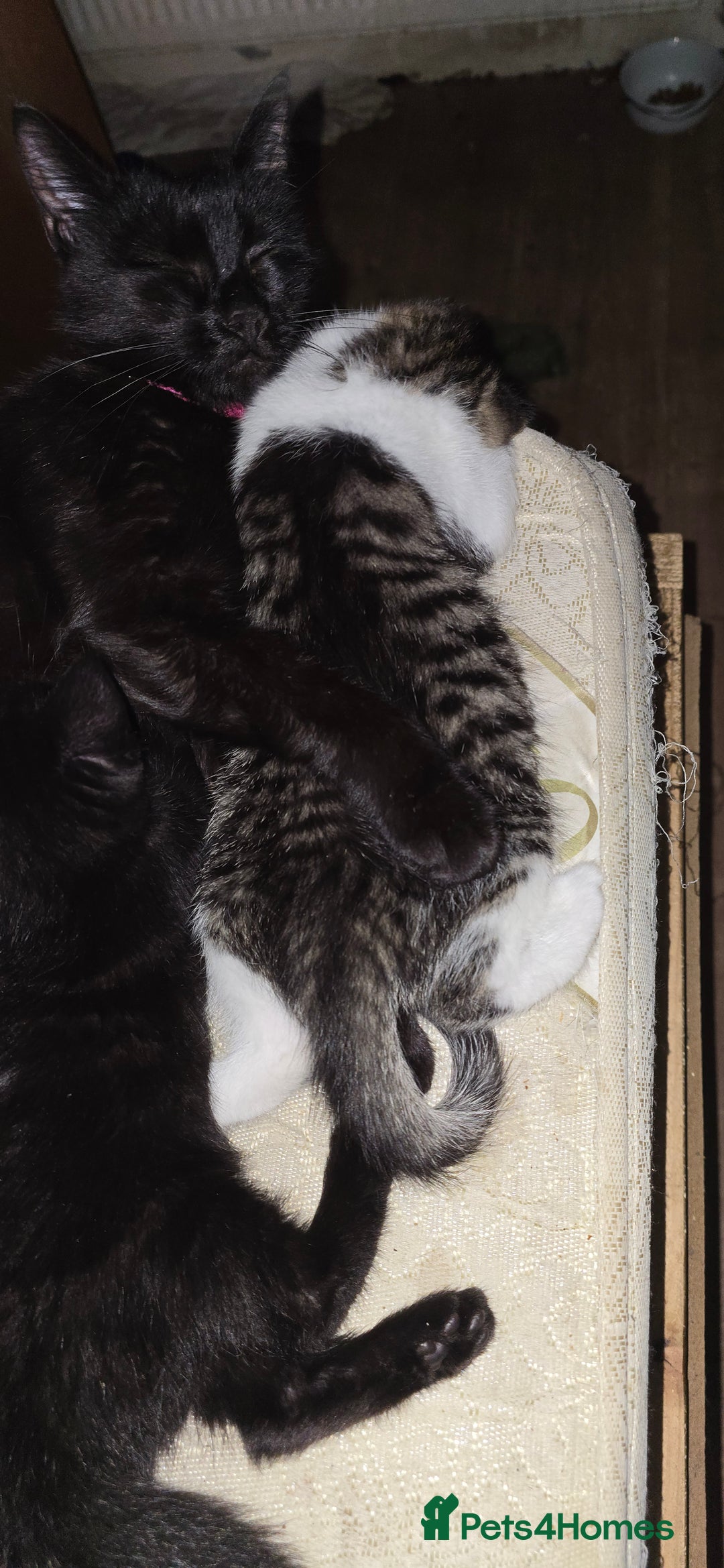 Mixed Breed cats for sale: hello. 4 beautiful kittens ready to leave  - Image 5