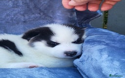 Siberian Husky dogs for sale: Beautiful Siberian Husky's - Image 3