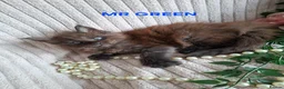 Maine Coon cats for sale: 3 Beautiful Maine coons  - Advert 8