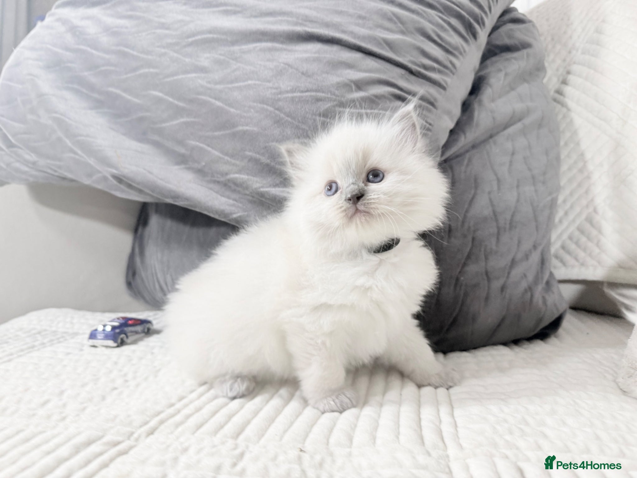 Ragdoll cats Blue Point Ragdoll Kittens for sale - Advert 12