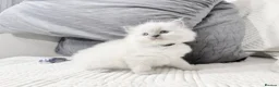 Ragdoll cats for sale: Blue Point Ragdoll Kittens for sale - Advert 17