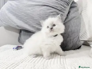 Ragdoll cats Blue Point Ragdoll Kittens for sale - Advert 12