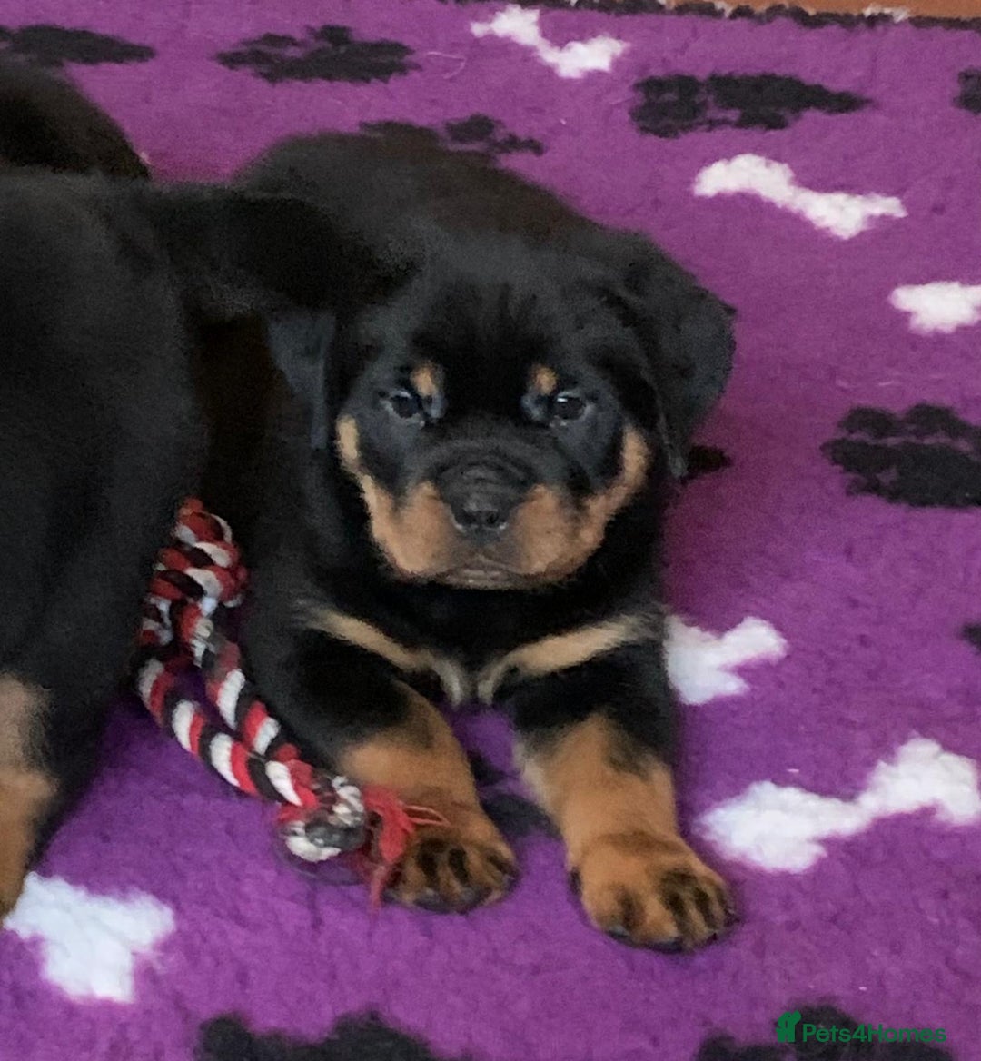 Rottweiler dogs for sale: Proper big old fashioned Rottie  pups ready now  - Advert 2