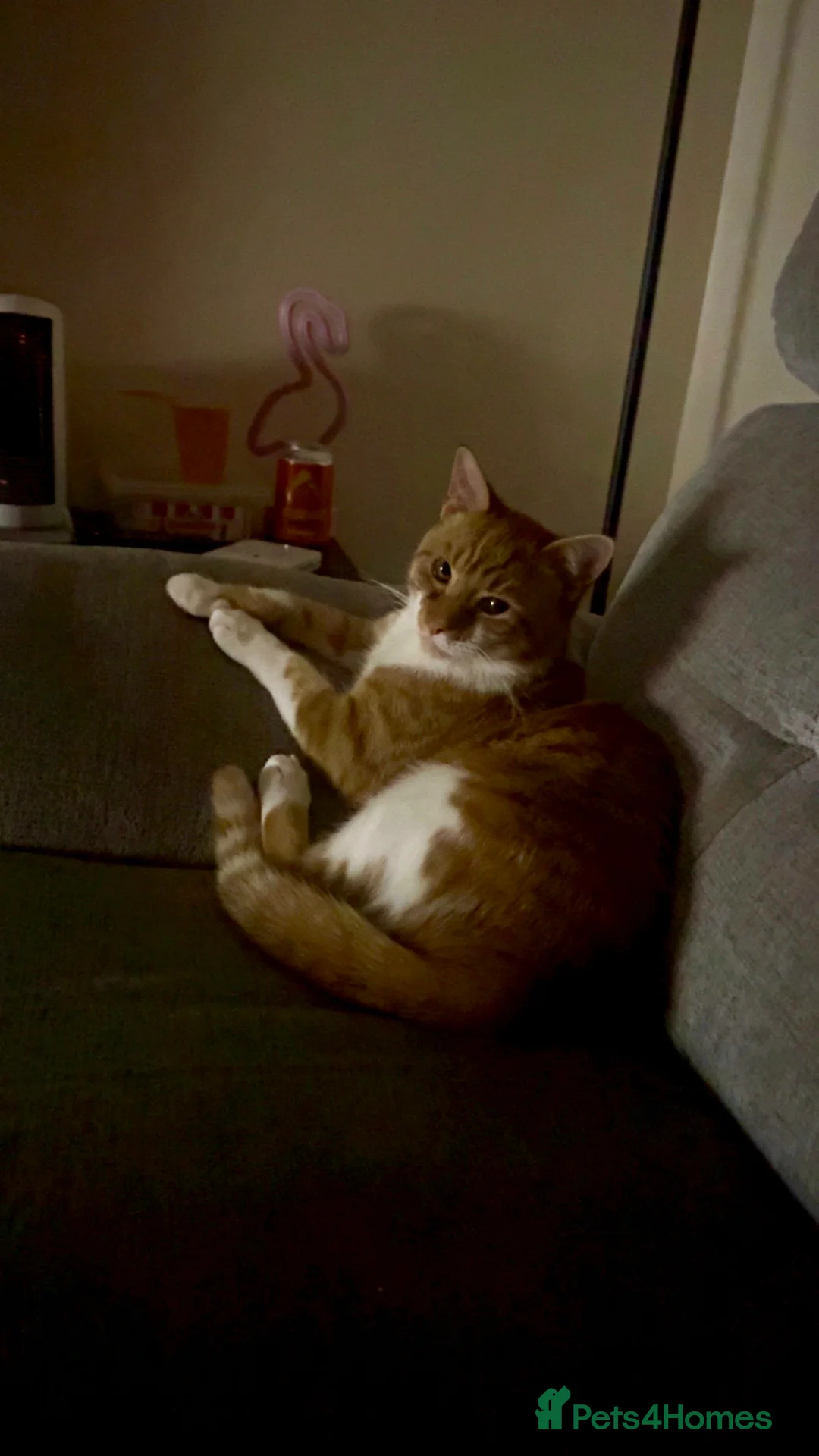 British Shorthair cats for sale: 8 Month old male in Paisley - Advert 5