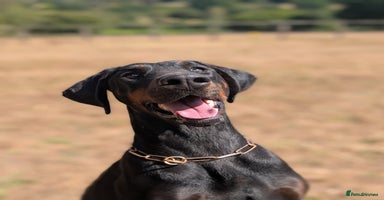 Dobermann dogs - Advert 5