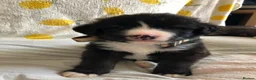 Mixed Breed dogs for sale: 1 beautiful boys left from litter of 6 - Advert 5