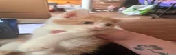 Mixed Breed cats for sale: 4 beautiful baby kittens - Advert 24