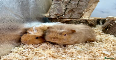 Guinea Pig rodents - Advert 7