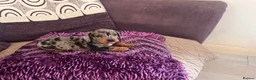 Miniature Dachshund dogs for sale: 🥰🐶MINIATURE DACHSHUND PUPPIE🥰🐶 - Advert 14