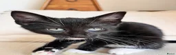 Mixed Breed cats for sale: Beautiful clever kittens in Eastbourne - Advert 4