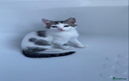Domestic Shorthair cats for sale: Snowflake  - Image 4