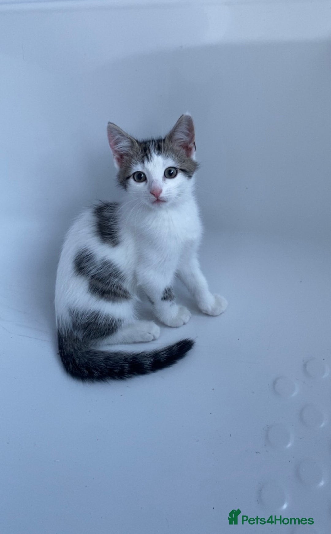 Domestic Shorthair cats for sale: Snowflake  - Image 4
