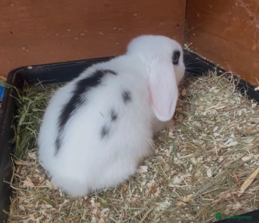 Mini Lop rabbits for sale: Beautiful mini lop babies both boys ready now  - Image 4