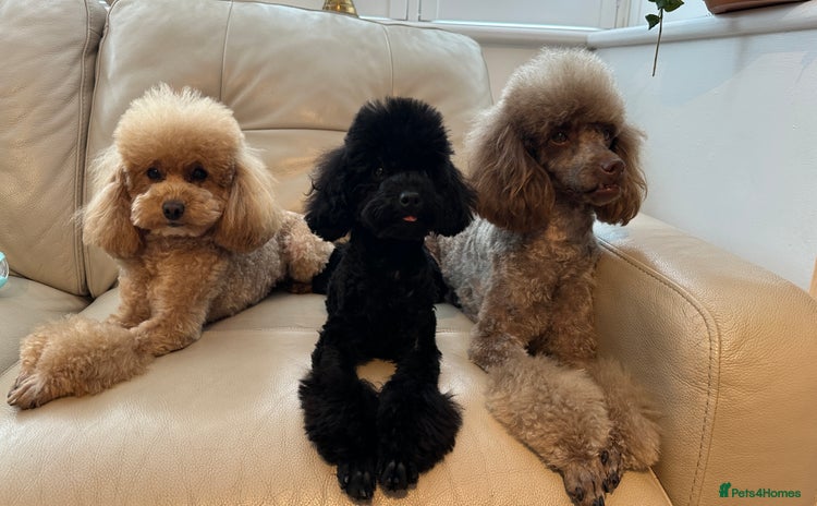 Toy Poodle dogs - Advert 15