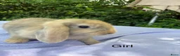 Mini Lop rabbits for sale: Mini lop babies  - Advert 3