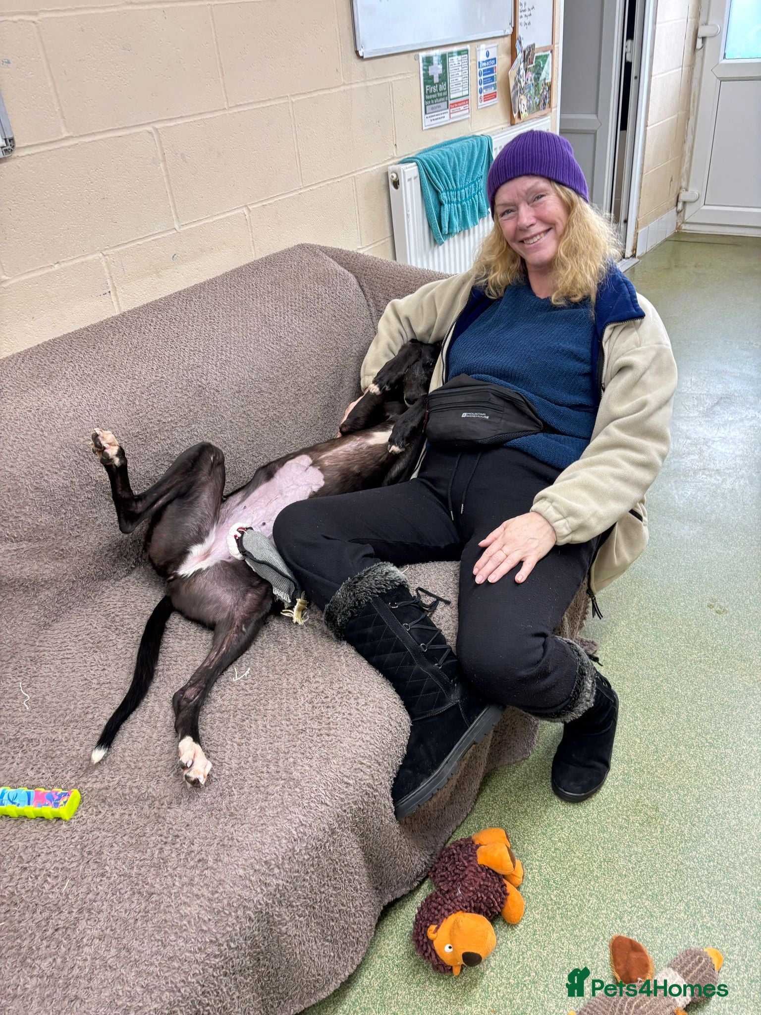 Greyhound dogs Iris  - Advert 1