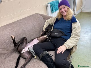 Greyhound dogs Iris - Advert 2