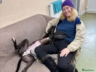 Greyhound dogs Iris - Advert 1