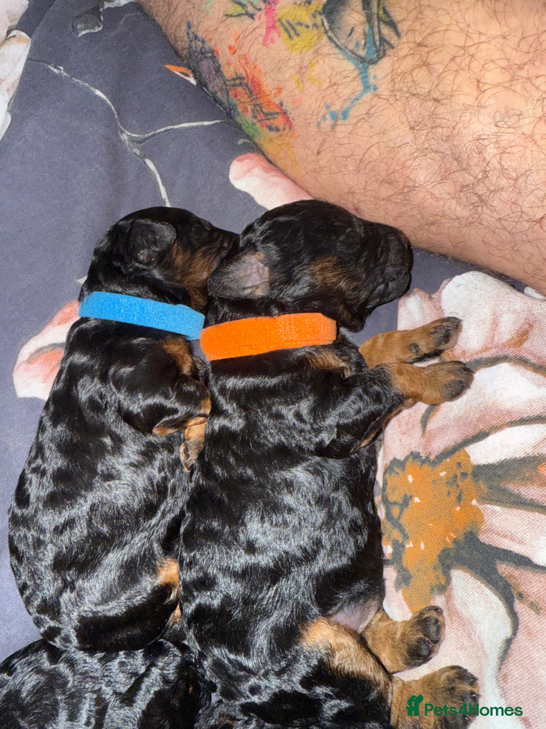Cockapoo dogs for sale: 3 healthy phantom F1B cockapoo boys for sale  - Image 8