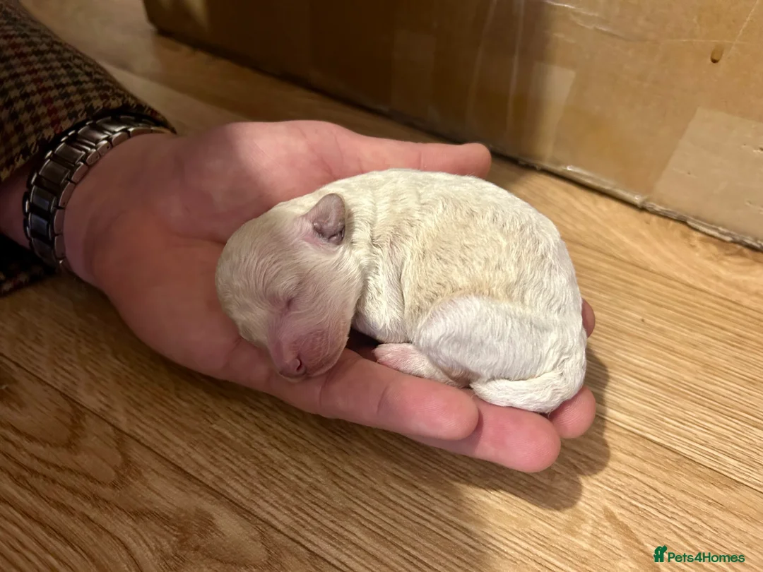 Maltipoo dogs for sale: Merle. Champagne, black pups Fully health tested in Newton Abbot - Advert 12